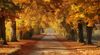 Weg im Wald