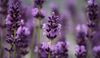 Lavendel