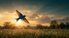 Swallows